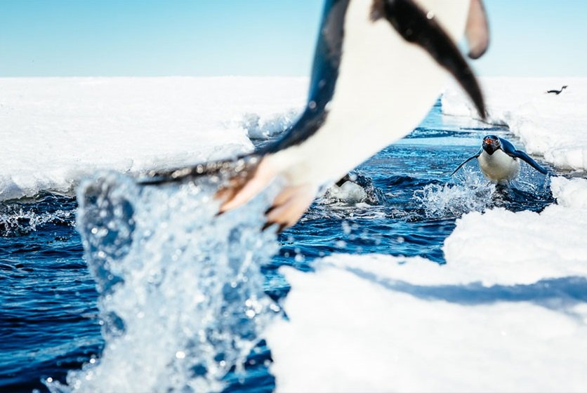 ©Andrew Peacock Antarctica