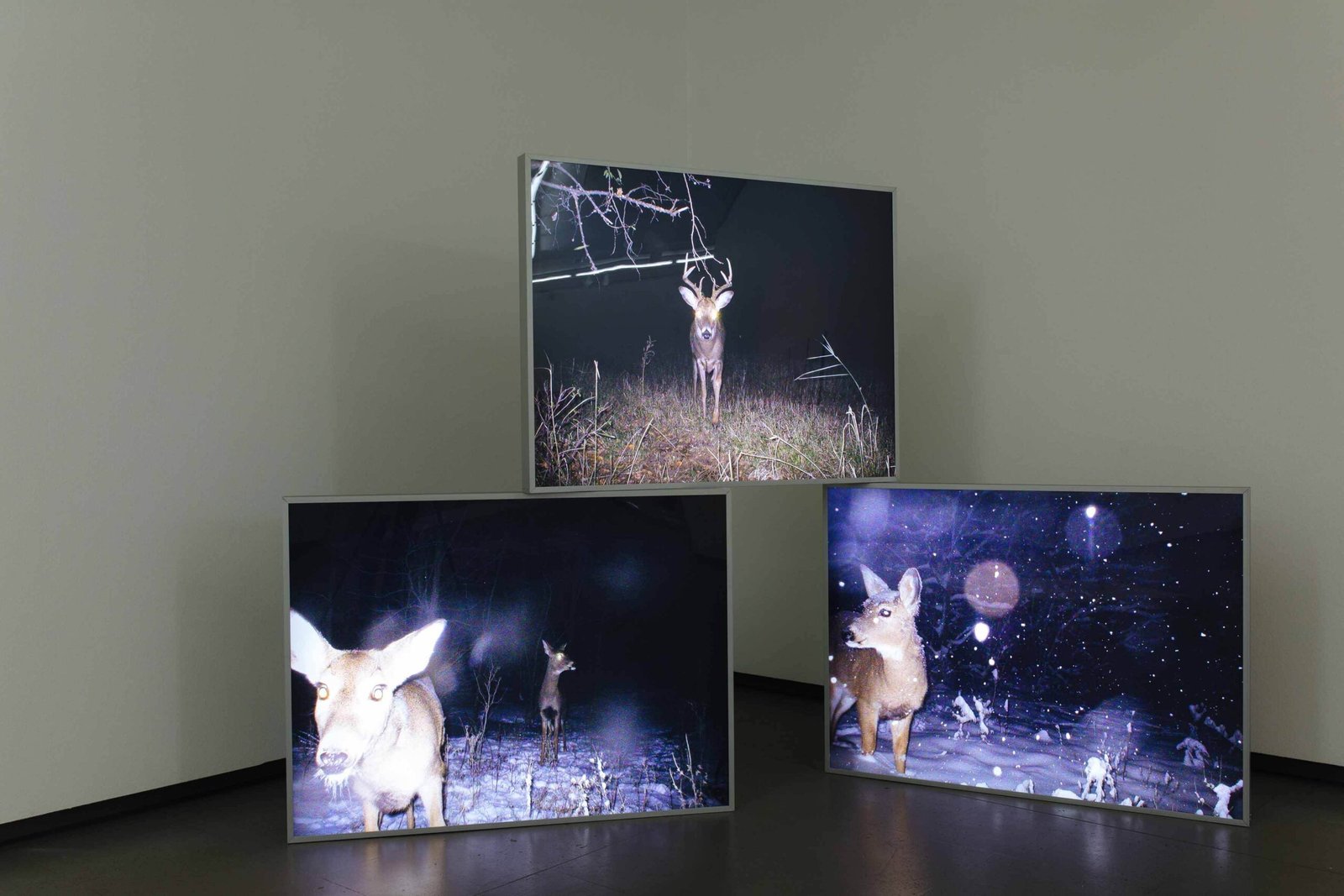 in almost every picture 3