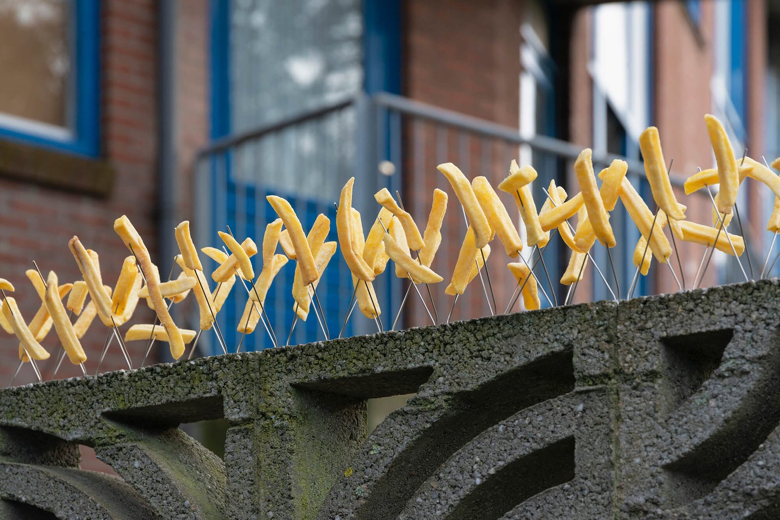 Emaho X Helmut Smits_Feeding Pigeons_9612