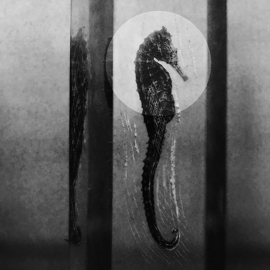 Michelle-Loukidis-My Son's Mother-2 copy